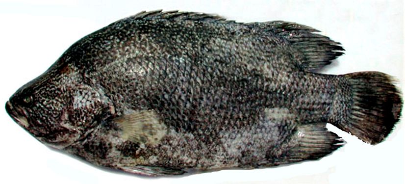 Lobotes surinamensis_08